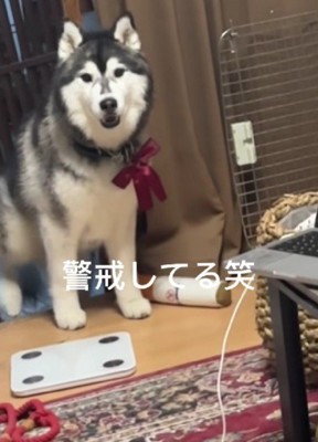 「お散歩行こう！」