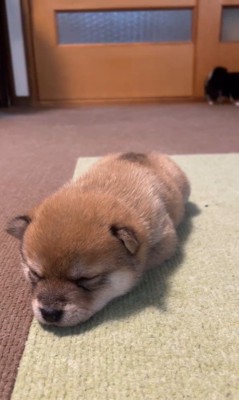 2匹の赤ちゃん犬4