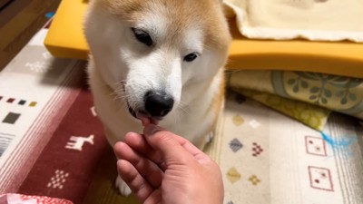 少し食べたけど…