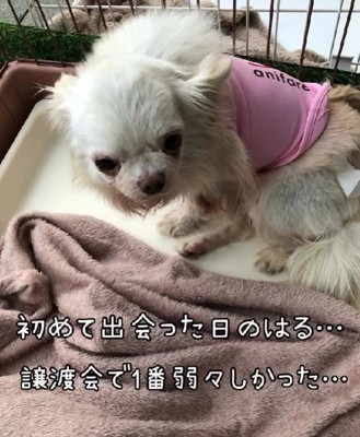 譲渡会に立ち寄ると…