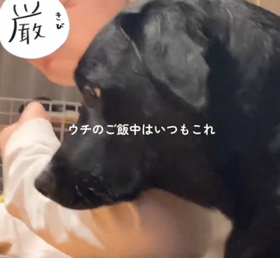 家族にくっついてテーブルの上に並んでいる食事を見つめる犬
