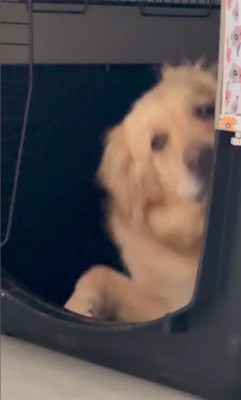 モコちゃんの寝起きの瞬間7