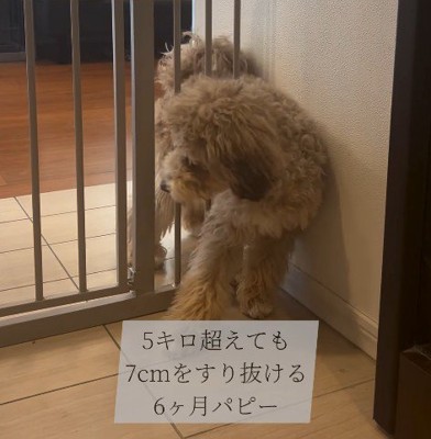 ゲートをすり抜けるマフィンくん7