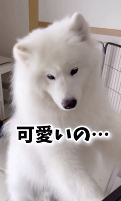 褒めちぎられる