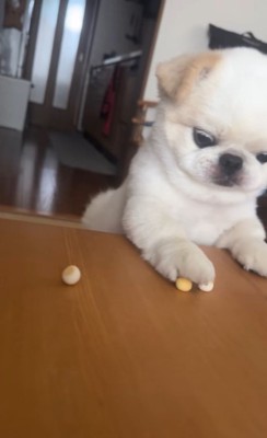 ボーロを食べたいワンコ5