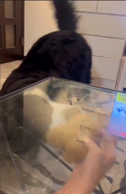 テーブルの下に大型犬の顔