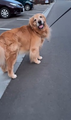 排水溝を愛するモッシュくん