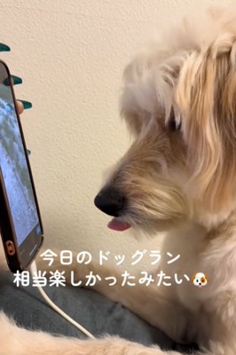舌を出す犬