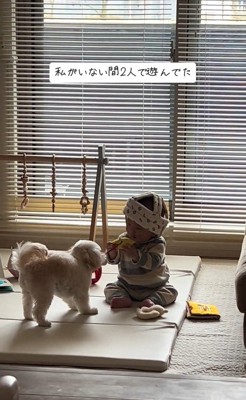 おもちゃで遊ぶワンコと赤ちゃん3