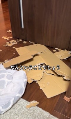 お留守番中にイタズラしたルクちゃん