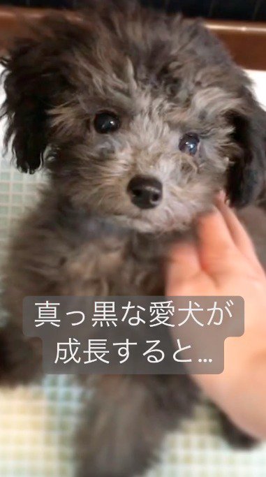 飼い主に撫でられる犬
