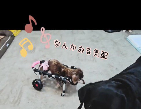 他の犬の前で立ち止まる車椅子の老犬