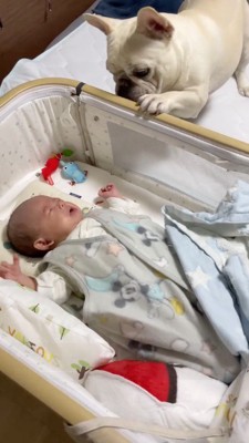 ベビーベッドに前足を掛ける犬