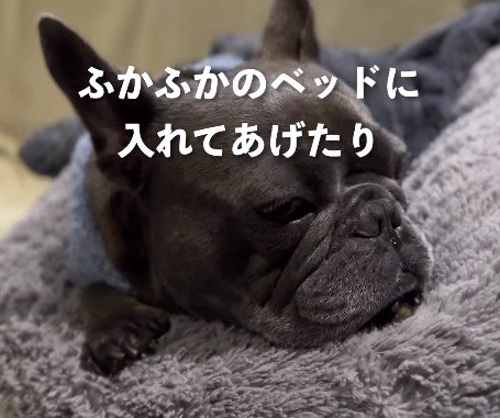 ベッドの上でうずくまる犬