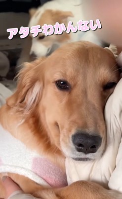 抱きつく大型犬