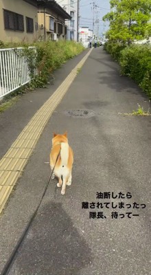 道を走り出す犬
