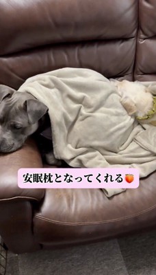 白い犬を起こさないようにじっとしている黒い犬