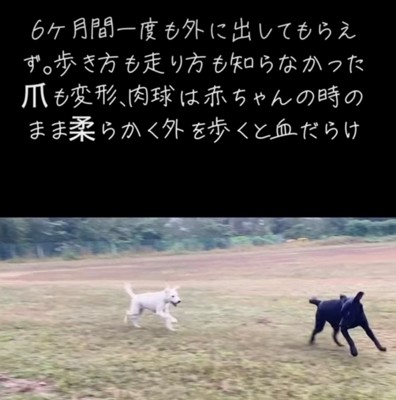 走り回る2匹の犬