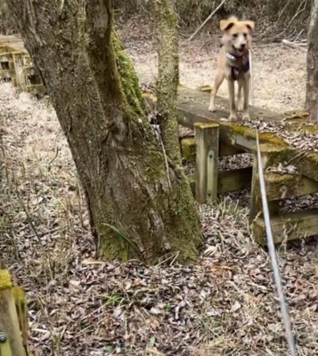 道を引き返す垂れ耳の犬