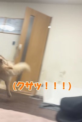 逃げるハスキー