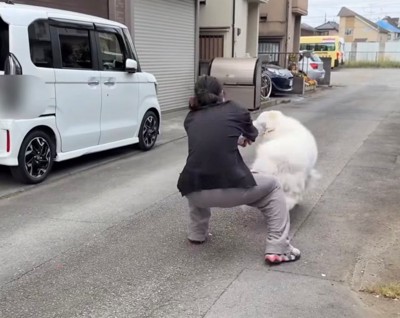 飼い主を引っ張る犬