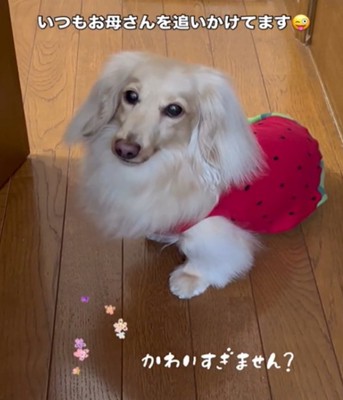 スイカの服を着ている犬
