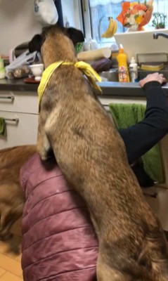 おんぶしてもらうウルルちゃん&シオンちゃん7