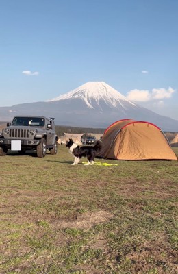 その場でジタバタと狼狽える犬