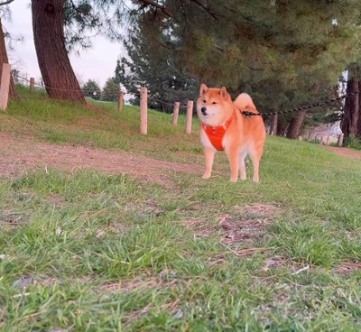 原っぱで立ち止まる柴犬