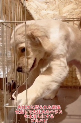 ハウスに入る犬