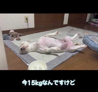 体重はなんと15キロ