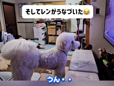テレビに向かって小さくうなずく犬