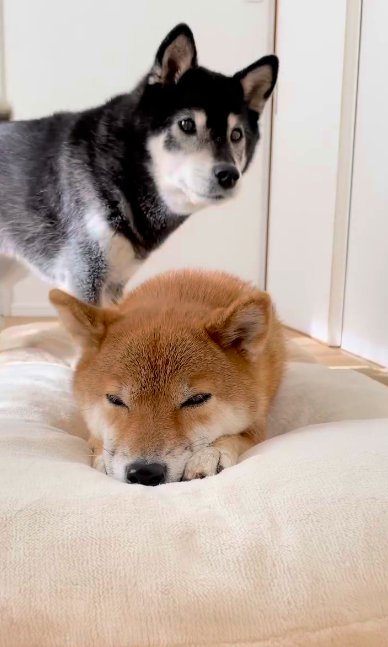 伏せている柴犬の背後に立つもう1頭の柴犬