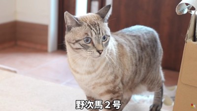 ぽんすけくんはしばらく避難