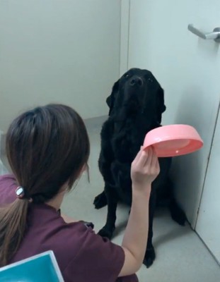 証拠の食器を見せられる大型犬