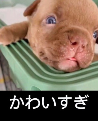 可愛すぎる容姿にキュン♡