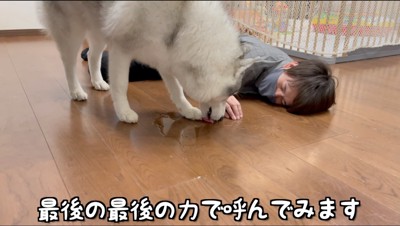 倒れている男性の傍で、床に溢れた水を舐める犬