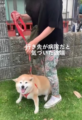 拒否する柴犬