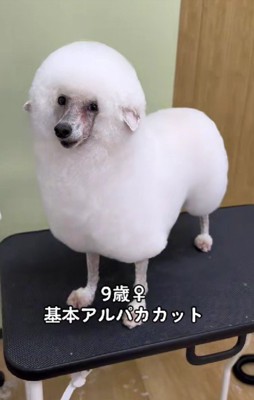 普段はアルパカカット