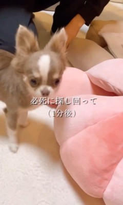 うにちゃんがいないと寂しがるつぶちゃん2