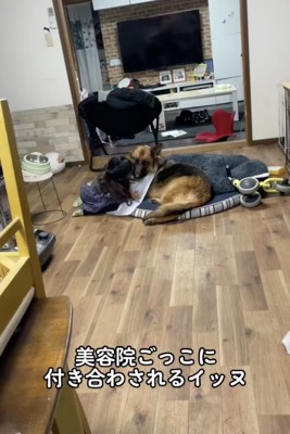 強面シェパードの「ファジー」くん