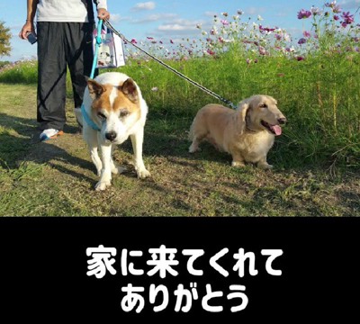 幸せに生きたシロちゃん