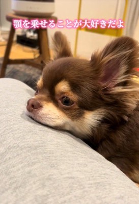 お膝にあご乗せ♡