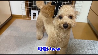 シュシュの存在を忘れているロアくん