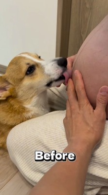 女性のお腹を舐める犬