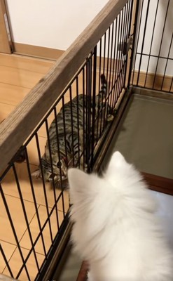 目を合わせる2匹