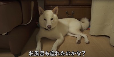 疲れた表情の柴犬