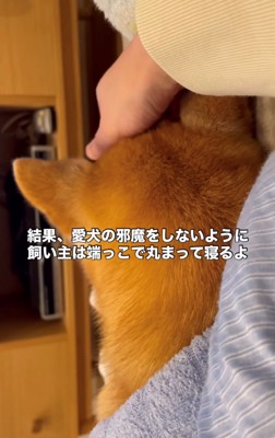 飼い主に頭を撫でられている犬の後頭部2