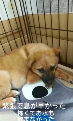 ケージでうずくまるラムちゃん