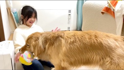 ぬいぐるみを咥える犬と犬を笑顔で見つめる女の子